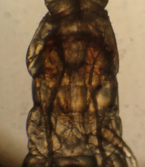 Chomatobius bakeri