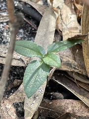 Pterostylis melagramma