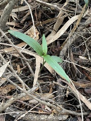 Pterostylis melagramma