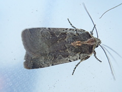 Parabagrotis insularis