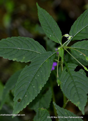 Impatiens dasysperma
