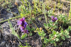 Dracocephalum pinnatum