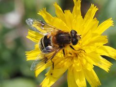 Eristalis jugorum