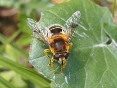 Eristalis jugorum