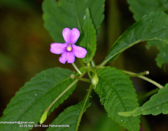 Impatiens dasysperma