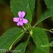 Impatiens dasysperma - Photo (c) Chief RedEarth, some rights reserved (CC BY-NC-ND), uploaded by Chief RedEarth