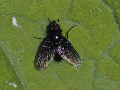 Spilogona denigrata