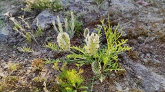 Astragalus lupulinus