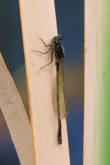 Ischnura damula