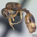Temnothorax albipennis - Photo (c) California Academy of Sciences, 2000-2010,  זכויות יוצרים חלקיות (CC BY-NC-SA)