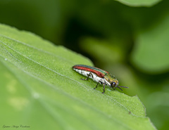 Agrilus rubrovittatus