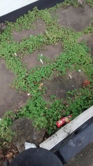 Oxalis corniculata corniculata