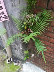 Pteris vittata