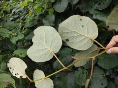 Actinidia chinensis