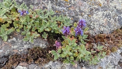 Dracocephalum pinnatum