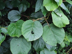 Actinidia chinensis