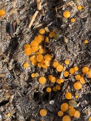 Cheilymenia raripila