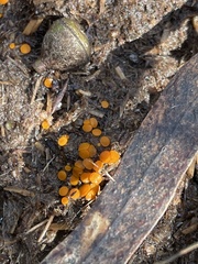 Cheilymenia raripila