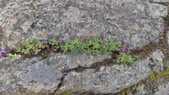 Dracocephalum pinnatum