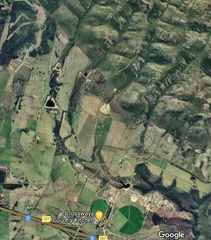 Leucadendron orientale