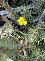 Hibbertia fasciculata