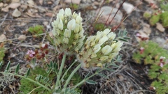 Astragalus lupulinus