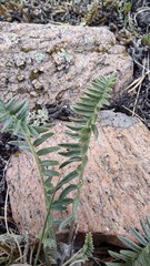 Astragalus lupulinus