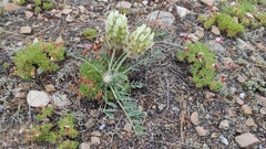 Astragalus lupulinus