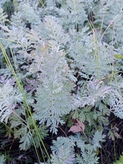 Artemisia armeniaca