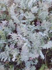 Artemisia armeniaca