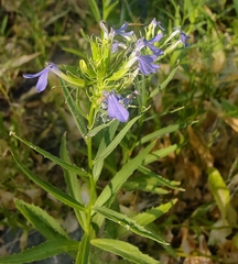 Palmerella debilis serrata