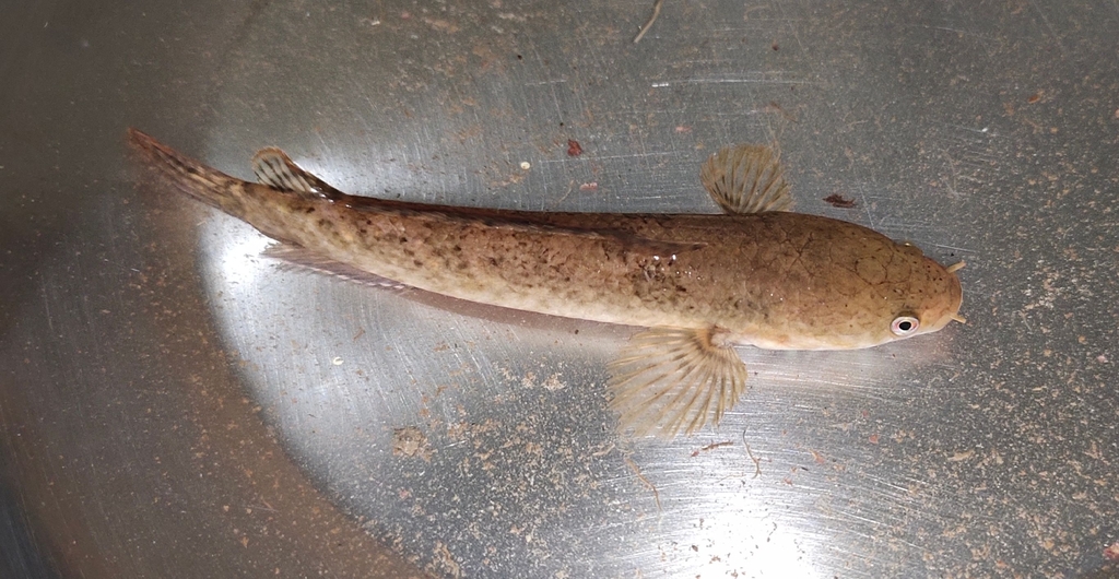 Knight's Snakehead