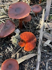 Cortinarius persplendidus