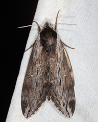 Sphinx poecila