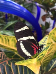 Heliconius hewitsoni