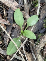 Pterostylis pedunculata