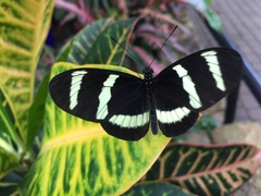 Heliconius hewitsoni