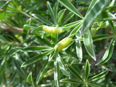 Dasineura lupinorum