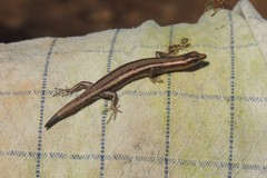Cryptoblepharus virgatus