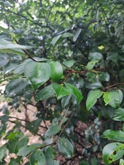 Camellia oleifera