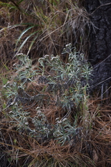 Gnaphaliothamnus salicifolius
