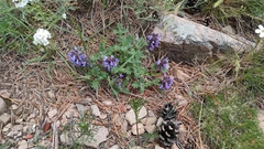 Dracocephalum pinnatum