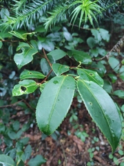 Camellia oleifera