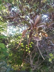 Prunus virginiana virginiana