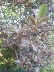 Prunus virginiana virginiana