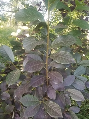 Prunus virginiana virginiana