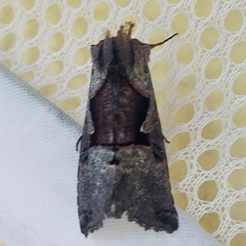 Large Looper Moth photo 2
