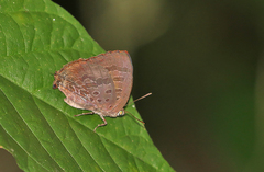 Arhopala agaba