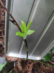 Veronicastrum