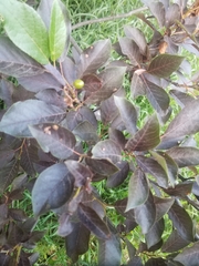 Prunus virginiana virginiana